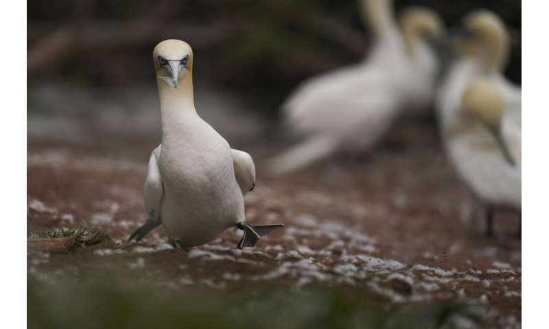 Climate reshapes life for tenacious gannets on Quebec isle