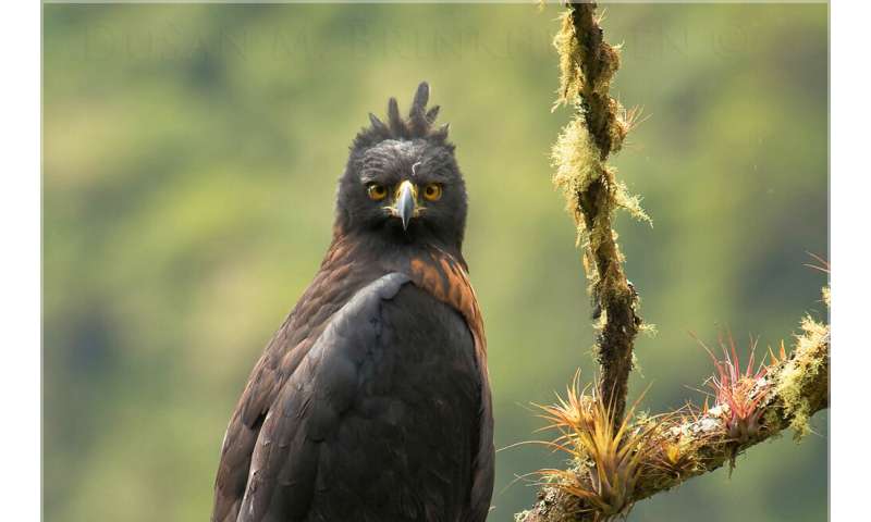 Competition limits the ranges of mountain birds