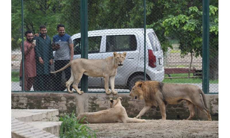 Conservationists have raised concerns about the sale of the lions