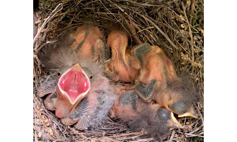 Cowbird chicks do best with two warbler nest mates – not four, not zero, study finds
