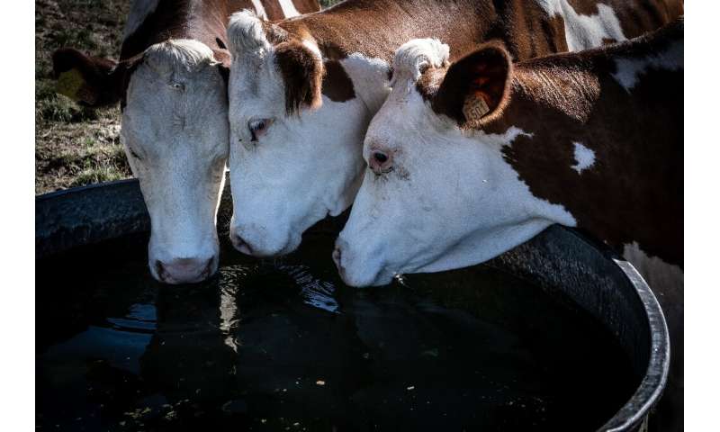 Las vacas pueden beber hasta 180 litros (47 galones) de agua por día