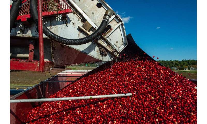 Cranberries are loaded into a truck after being sorted and rinsed at Mann Farms in Buzzards Bay, Massachusetts