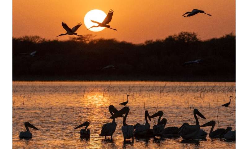 Cranes fly over pelicans feeding in the water at sunset at the &quot;Ain Al-Shams&quot; a seasonal lake within the Dinder Nation