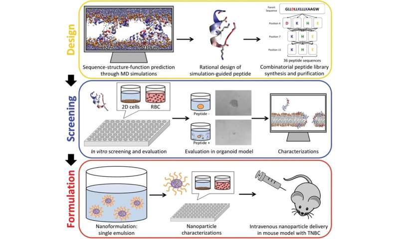 Developing novel peptide-based chemotherapy using a combination of computer simulations and nanotechnology