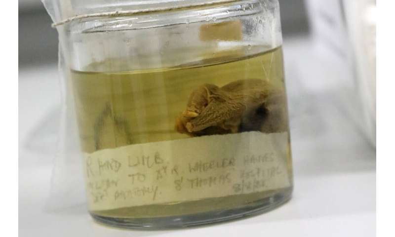 Discovered: 150-year-old platypus and echidna specimens that proved some mammals lay eggs
