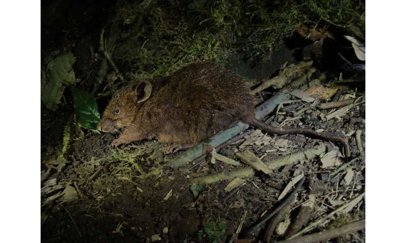 Discovery of a long-nosed “shrew mouse” on a mountain in the Philippines will help to protect giant eagles