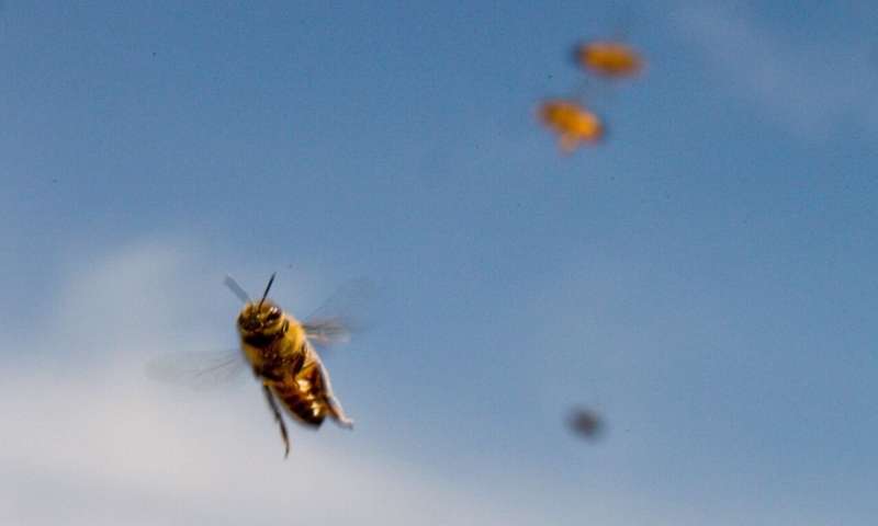 Diversos paisajes en el corazón de la conservación de las abejas