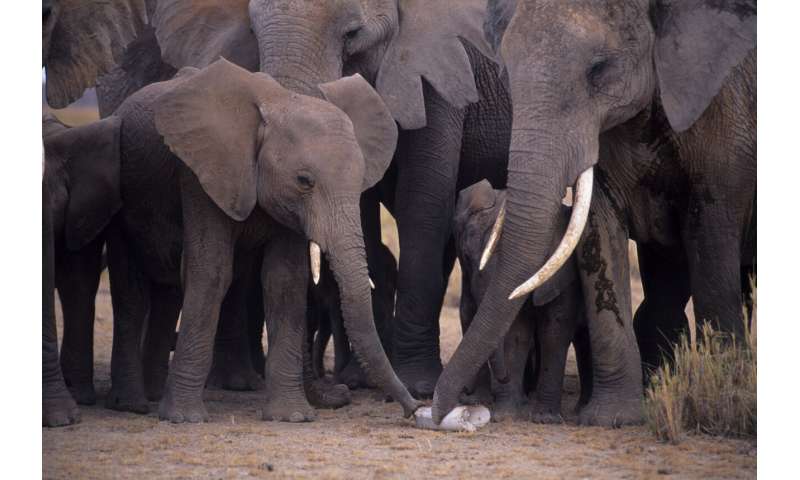 DNA testing exposes tactics of international criminal networks trafficking elephant ivory