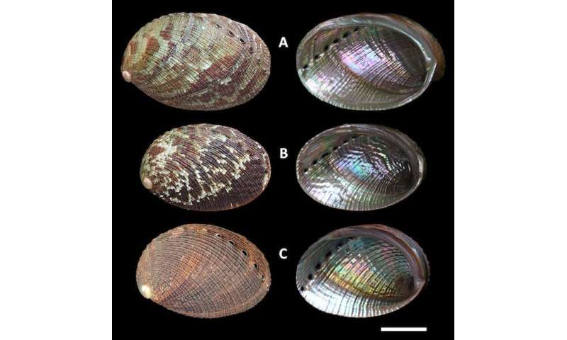 Empty mollusc shells hold the story of evolution, even for extinct species — now we can decode it