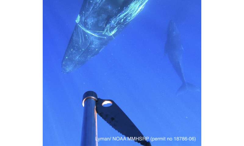 Intertwined humpback whales from marine debris off Maui