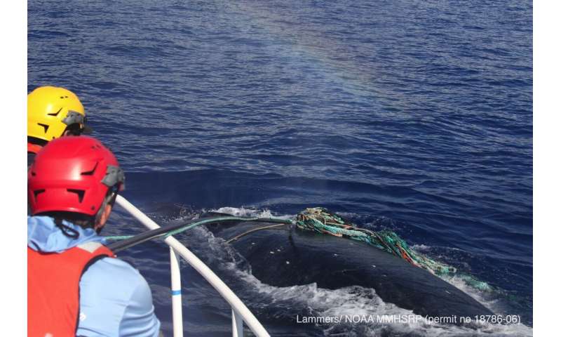 Intertwined humpback whales from marine debris off Maui