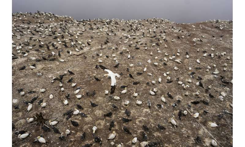 Faithful mates, hot tempers form primal life for gannets