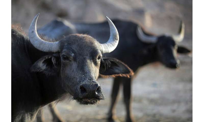 Las familias están perdiendo sus búfalos en una de las áreas de Irak más afectadas por el cambio climático, dijo la Organización de las Naciones Unidas para la Agricultura y la Alimentación.