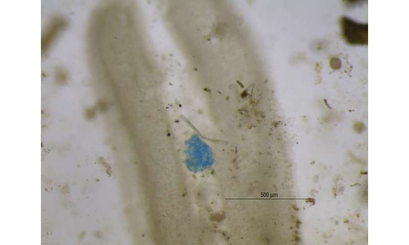 Primer descubrimiento de microplásticos del agua atrapada en las hojas de las plantas