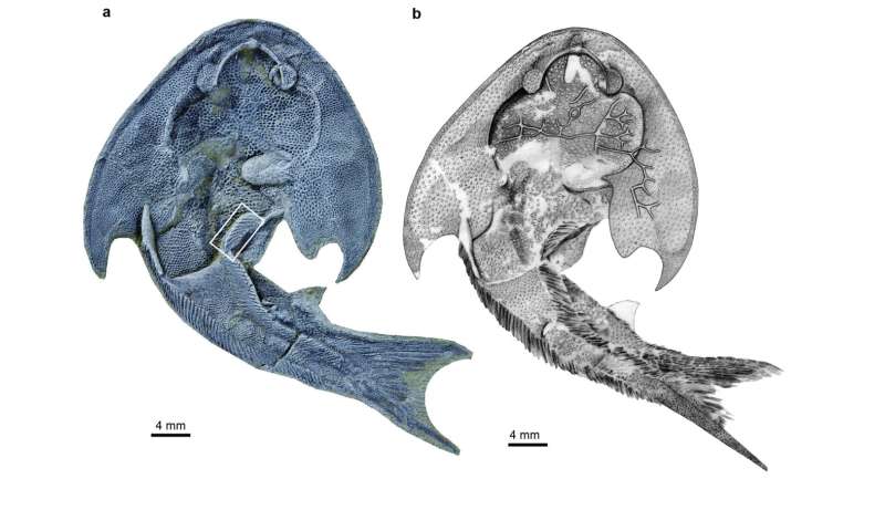 Fish fossils breathe new life into fin and limb evolutionary hypothesis