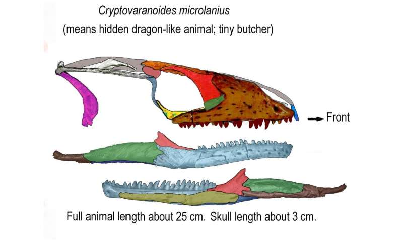 Storage room fossil finds modern lizard 35 million years old