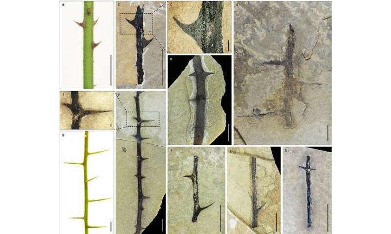 Fossils confirm early diversification of spiny plants in central Tibet