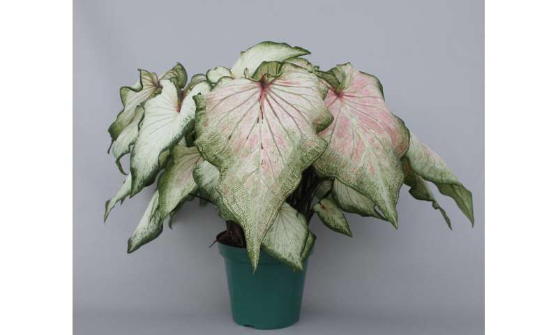 Four new caladium cultivars for containers and landscapes