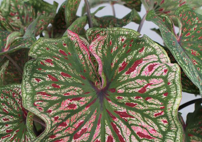 Four new caladium cultivars for containers and landscapes