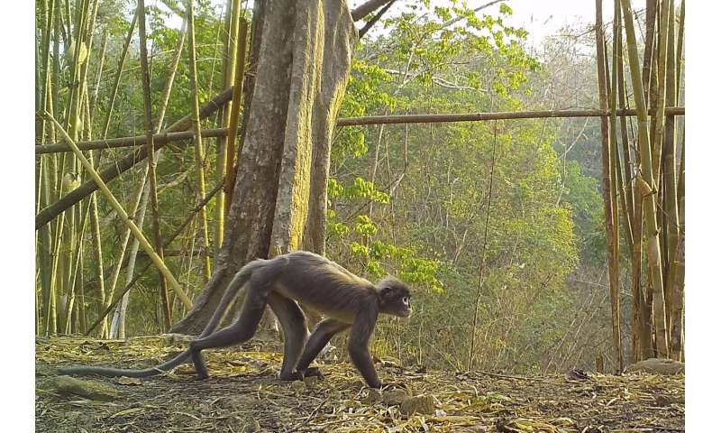 Ghostly monkey, succulent bamboo among new species in Mekong