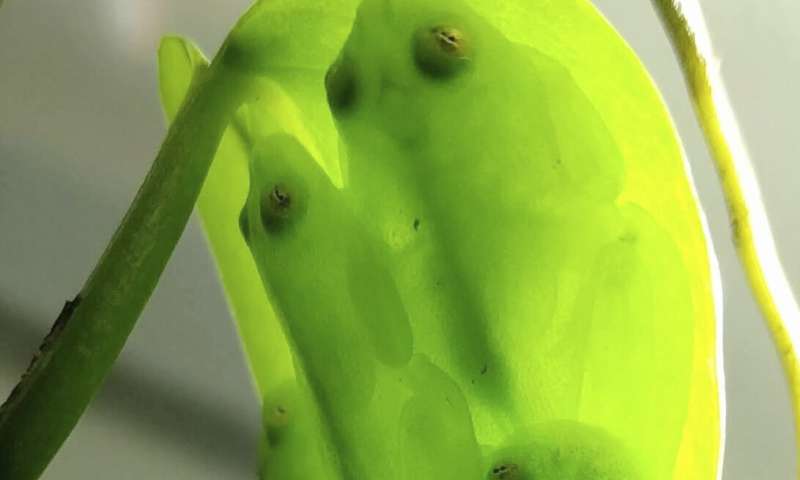 Glass act: Scientists reveal secrets of frog transparency
