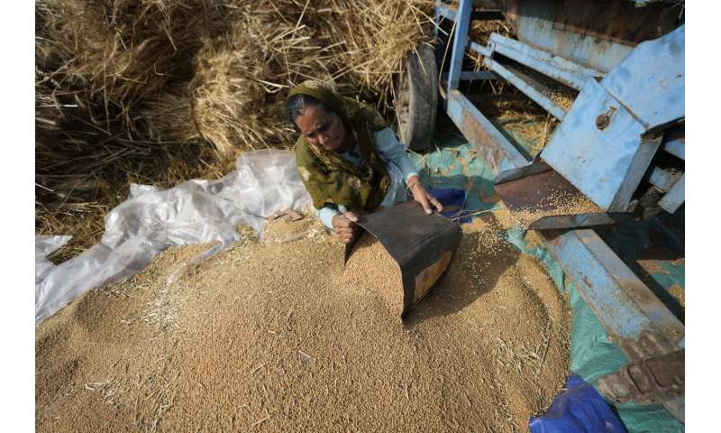 Heat wave scorches India's wheat crop, snags export plans