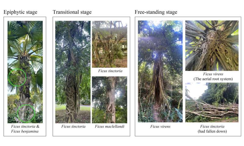 Hemiepiphytic figs reduce phosphorus competition by killing host trees