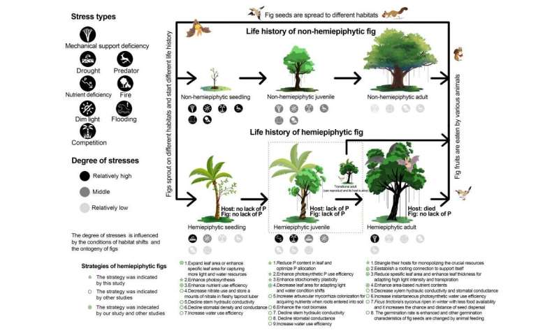 Hemiepiphytic figs reduce phosphorus competition by killing host trees