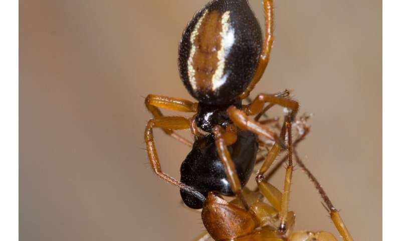 How the Australian ant-slayer spider captures ants