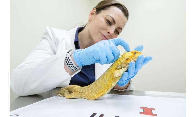 How to MRI your dragon: Illinois researchers develop first bearded dragon brain atlas