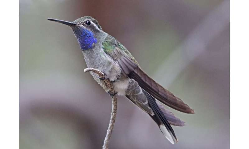 Hummingbirds exert fine control over body heat