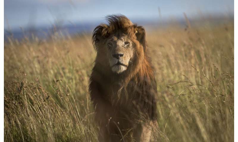 Iconic African game to be focus at world wildlife conference