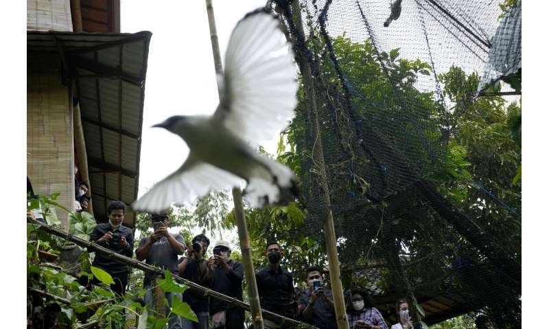 In Bali, bird sellers help endangered mynah make a comeback