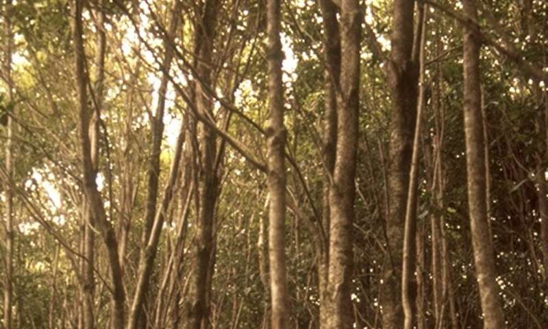 En Jamaica, los árboles nativos están siendo empujados más arriba en las montañas hacia la extinción.