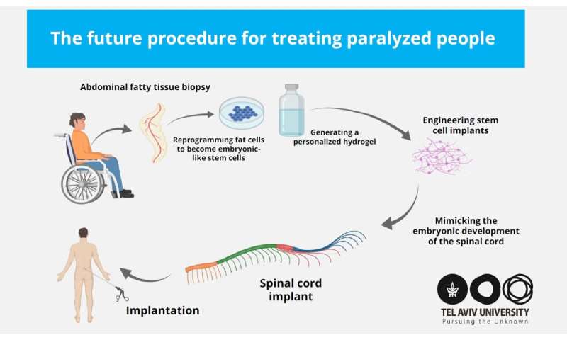 In world-first, Tel Aviv University researchers engineer human spinal cord implants for treating paralysis