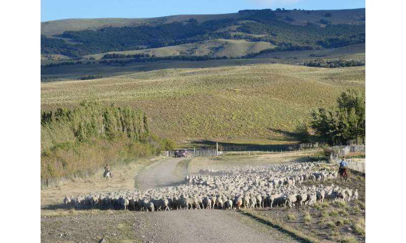 El aumento de la presión del pastoreo amenaza los pastizales más áridos