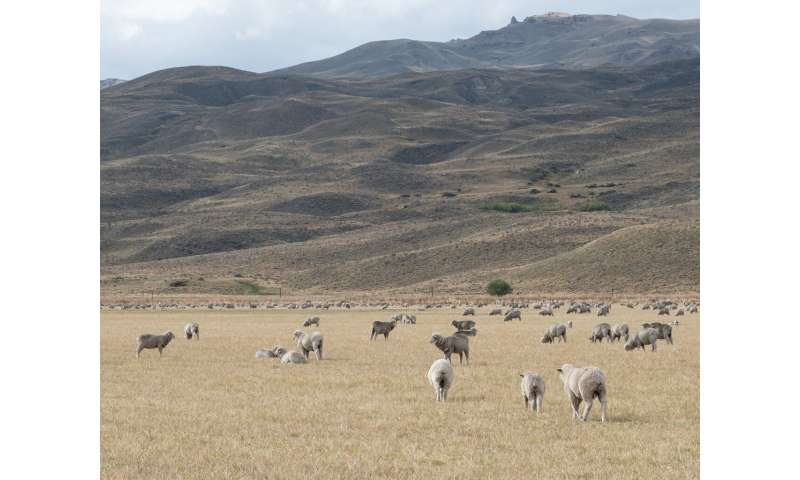 El aumento de la presión del pastoreo amenaza los pastizales más áridos