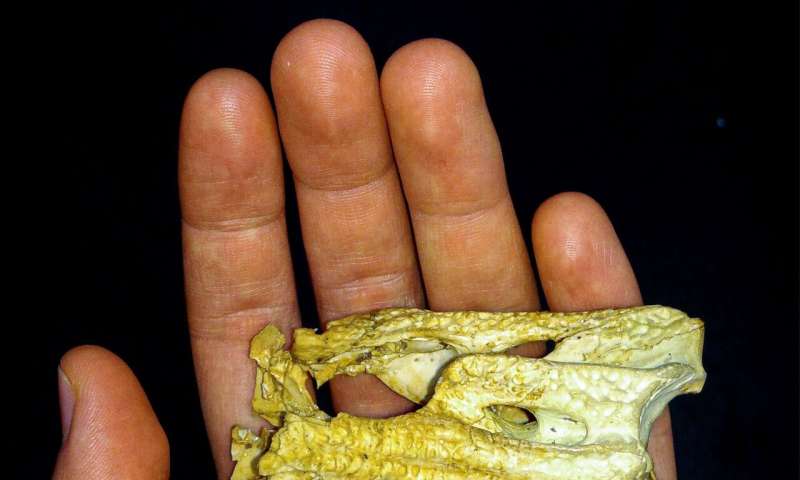 Inside the head of one of Australia's smallest fossil crocs