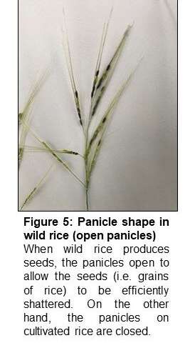 It takes three: the genetic mutations that made rice cultivation possible
