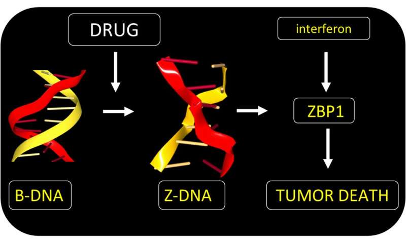 کشتن سرطان ها با Z-DNA: رویکردی جدید برای درمان تومورهای مقاوم به درمان که مسیر مرگ سلولی بسیار خاصی را هدف قرار می دهد.