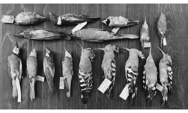 Aflați mai multe despre diversitatea păsărilor: ce ne poate spune o colecție muzeală din România