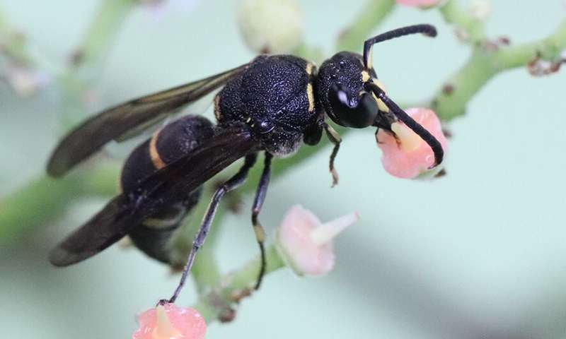Male wasps use genitalia to sting their predators