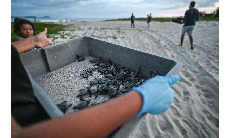 Marine turtles and their uncertain fate are on the agenda of a global wildlife summit taking place in Panama City