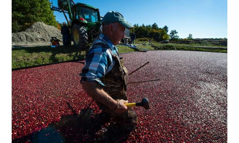Massachusetts farmers are ecstatic over this year's crop after a terrible season in 2021
