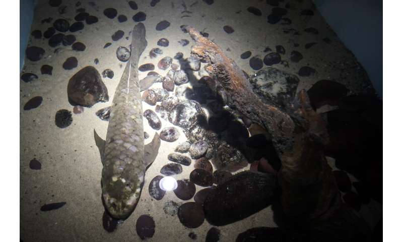 با متوشالح، قدیمی ترین ماهی آکواریومی زنده آشنا شوید