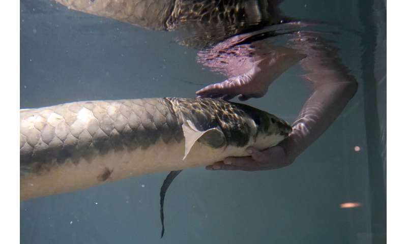 با متوشالح، قدیمی ترین ماهی آکواریومی زنده آشنا شوید