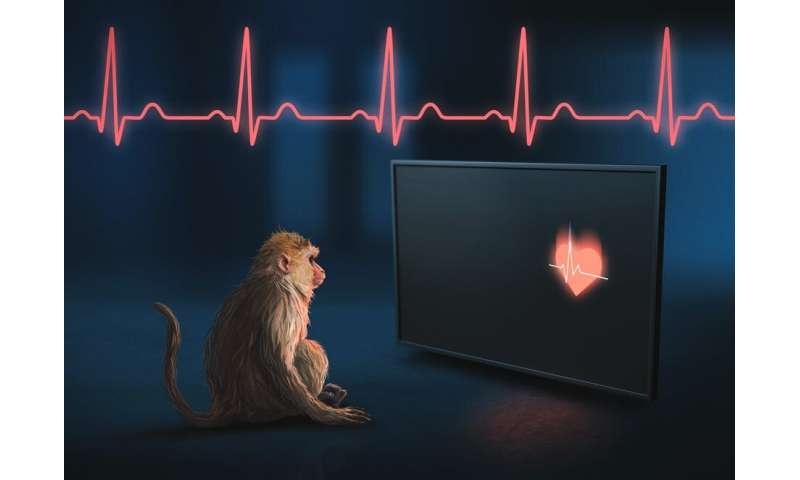 Monkeys can sense their own heartbeats, an ability tied to mental health, consciousness and memory in humans