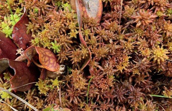 A study of the moss genome revealed two new species