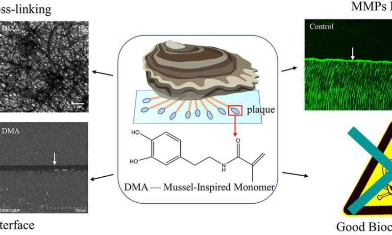 Mussel-derived compound enhances durability of dental filling treatment