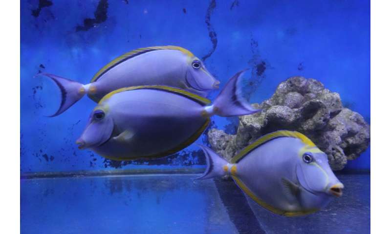 Mysterious breeding habits of aquarium fish vex experts